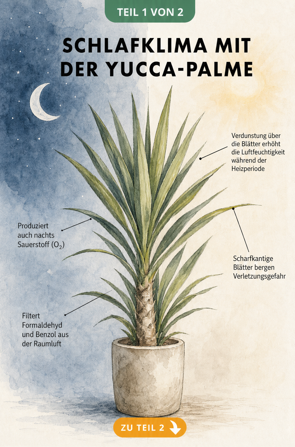Botanische Illustration einer Yucca-Palme, die nachts Sauerstoff produziert und Schadstoffe filtert