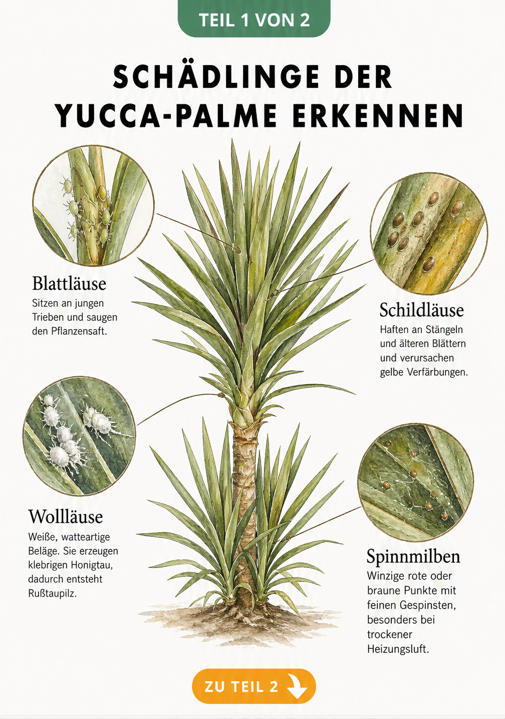 Botanische Illustration einer Yucca-Palme mit Detailansichten von Blattläusen, Schildläusen, Wollläusen und Spinnmilben