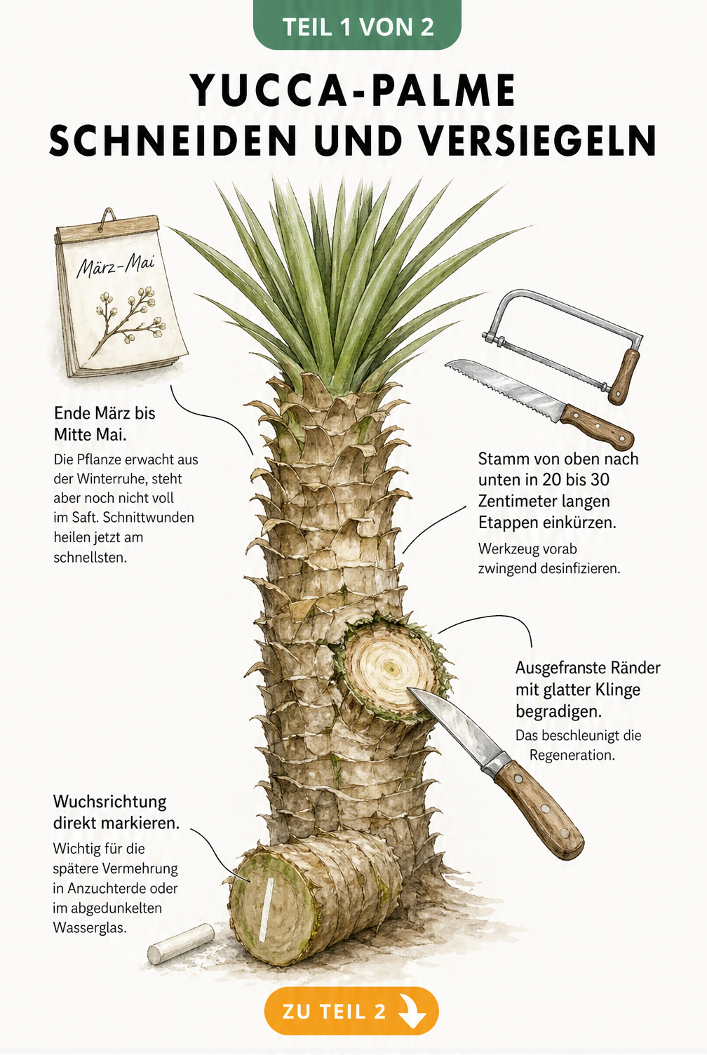 Botanische Illustration einer Yucca-Palme mit Hinweisen zum richtigen Schnittzeitpunkt und Werkzeug