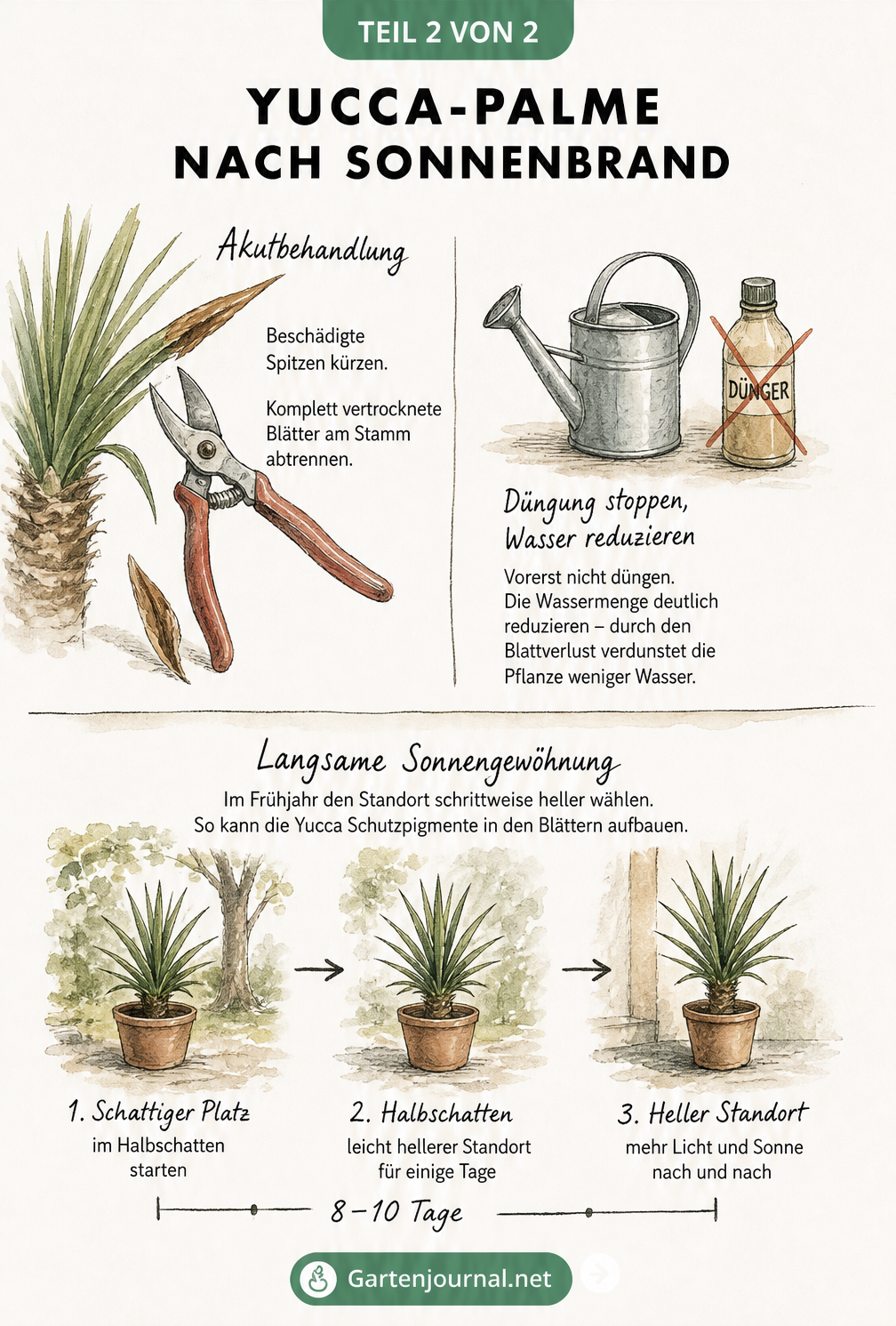 Skizze zur Pflege einer Yucca-Palme nach Sonnenbrand mit Gartenschere, Gießkanne und Zeitstrahl zur Sonnengewöhnung