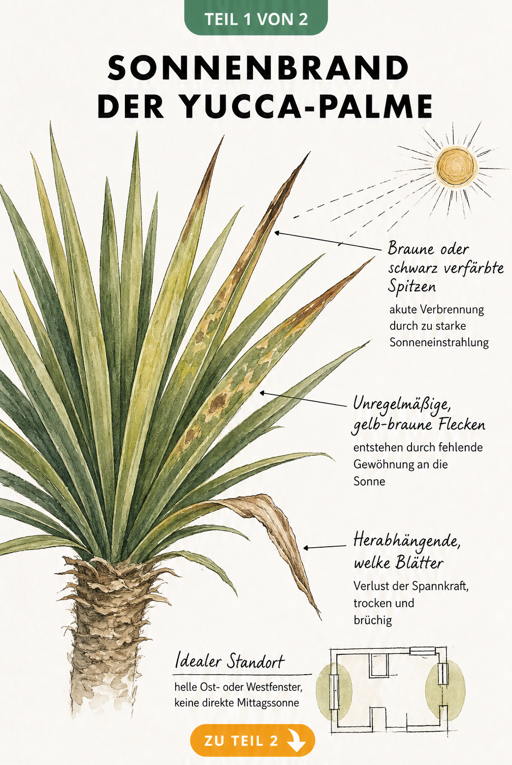 Botanische Illustration einer Yucca-Palme mit Sonnenbrand-Symptomen wie braunen Blattspitzen und gelben Flecken