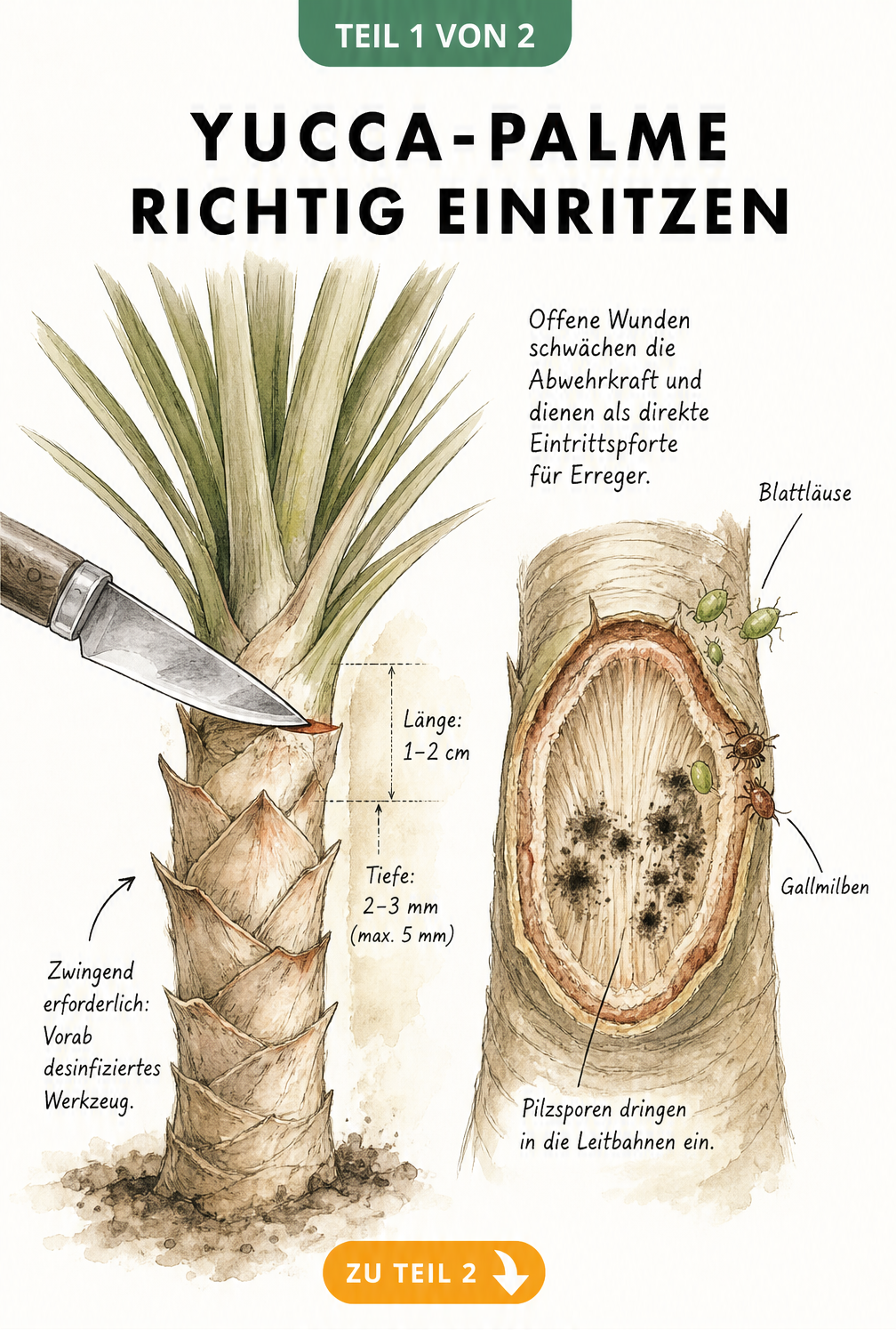 Botanische Illustration eines Yucca-Stammes im Querschnitt, die das Einritzen mit einem Messer und das Eindringen von Pilzsporen sowie Schädlingen zeigt.