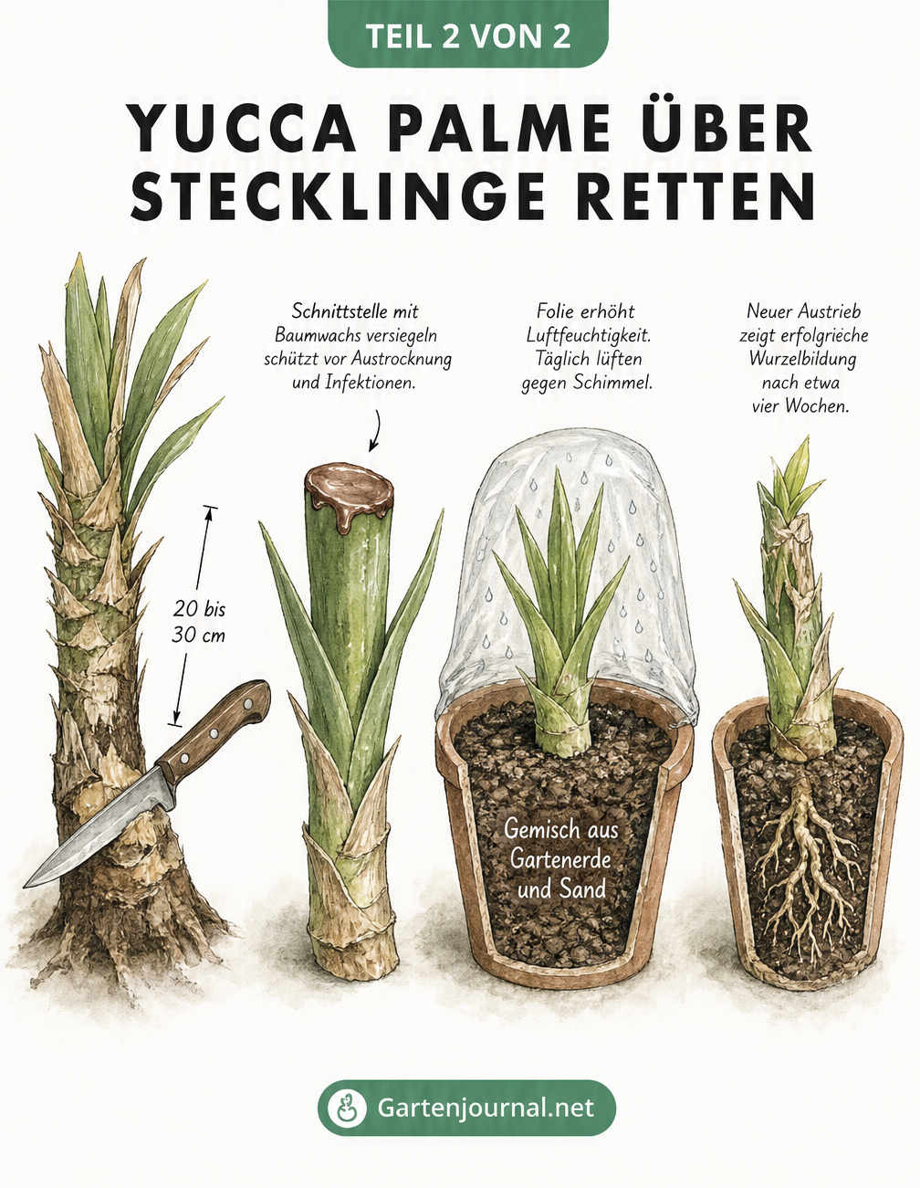 Illustration der Vermehrung einer Yucca-Palme durch Stecklinge vom Schnitt bis zur Wurzelbildung