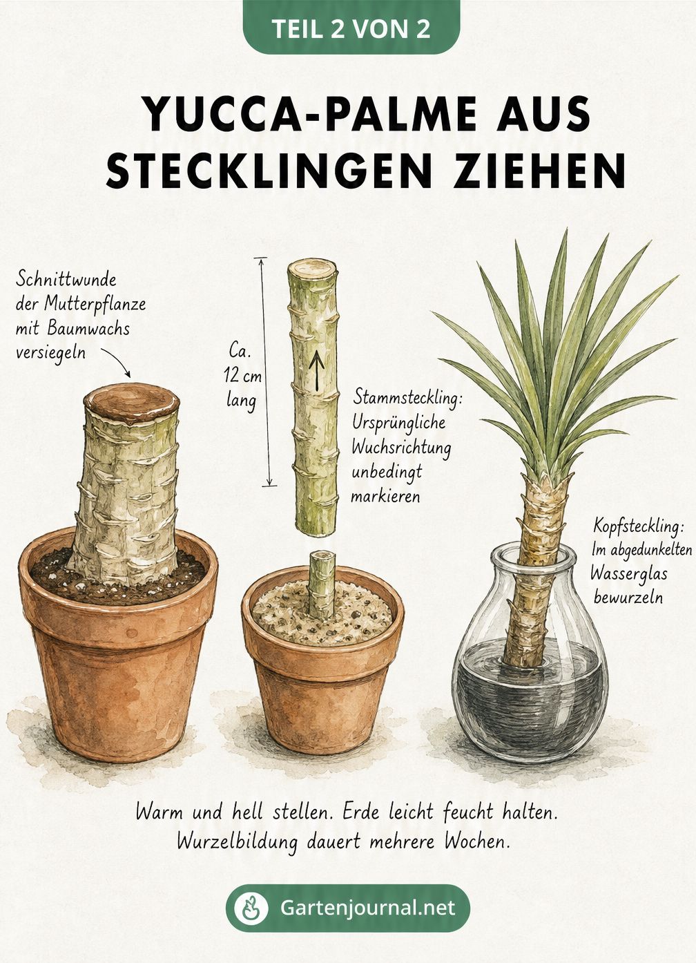 Illustration zur Vermehrung einer Yucca-Palme durch Stammstecklinge und Kopfstecklinge im Wasserglas