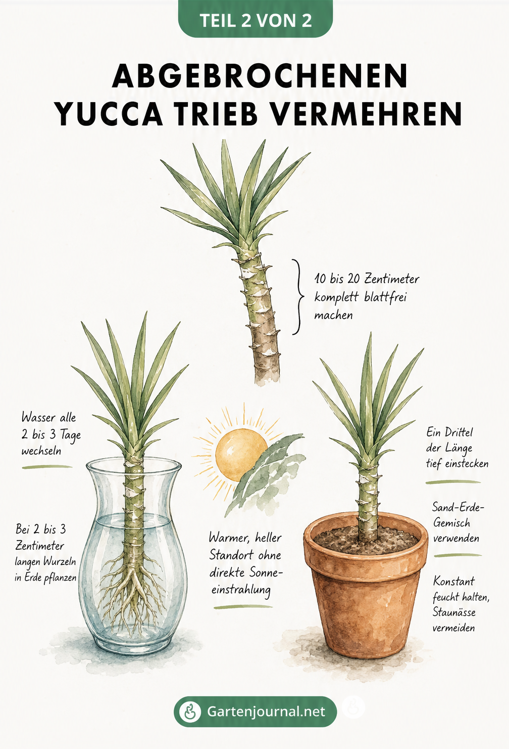 Zeichnung eines Yucca-Triebs, der zur Bewurzelung in einem Wasserglas und alternativ in einem Topf mit Erde steht
