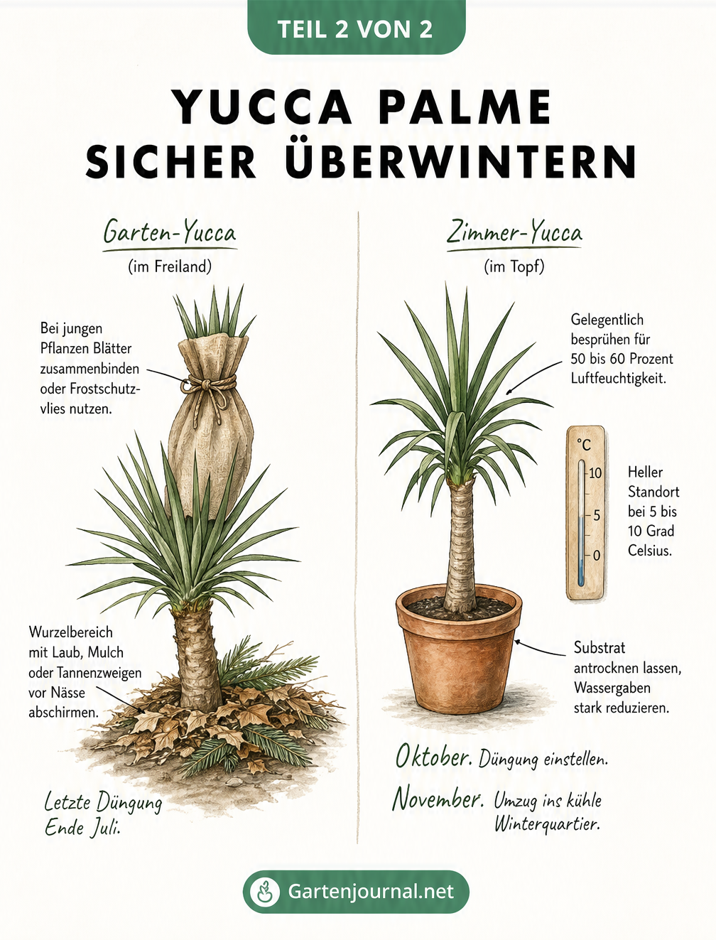 Gegenüberstellung der Überwinterungspflege für Garten-Yuccas im Freiland und Zimmer-Yuccas im Topf.
