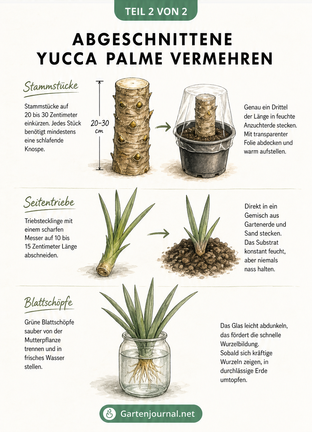 Illustration zur Vermehrung einer Yucca-Palme durch Stammstücke in Anzuchterde, Triebstecklinge in Erde-Sand-Gemisch und Blattschöpfe im Wasserglas.
