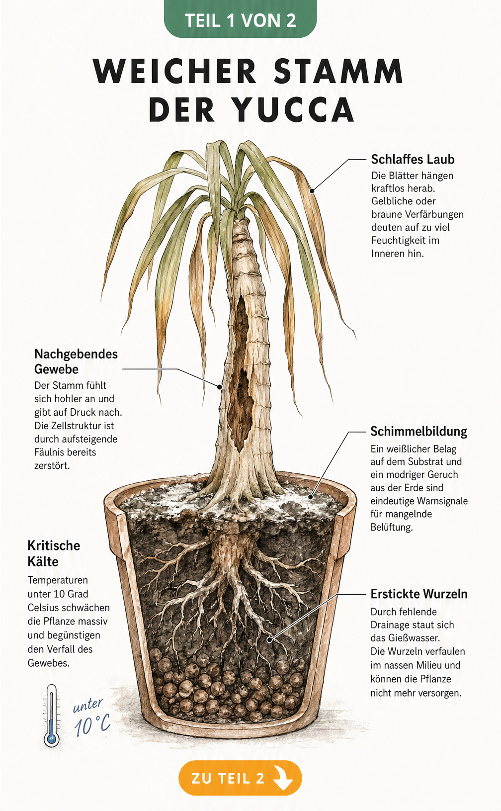 Botanische Zeichnung einer kranken Yucca-Palme mit weichem Stamm, schlaffen Blättern und faulenden Wurzeln im Querschnitt