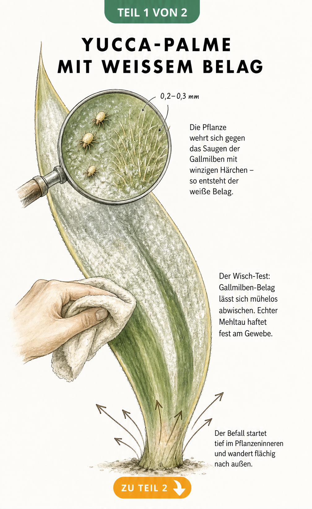 Illustration eines Yucca-Blattes mit weißem Belag durch Gallmilben und Lupen-Ansicht der Schädlinge