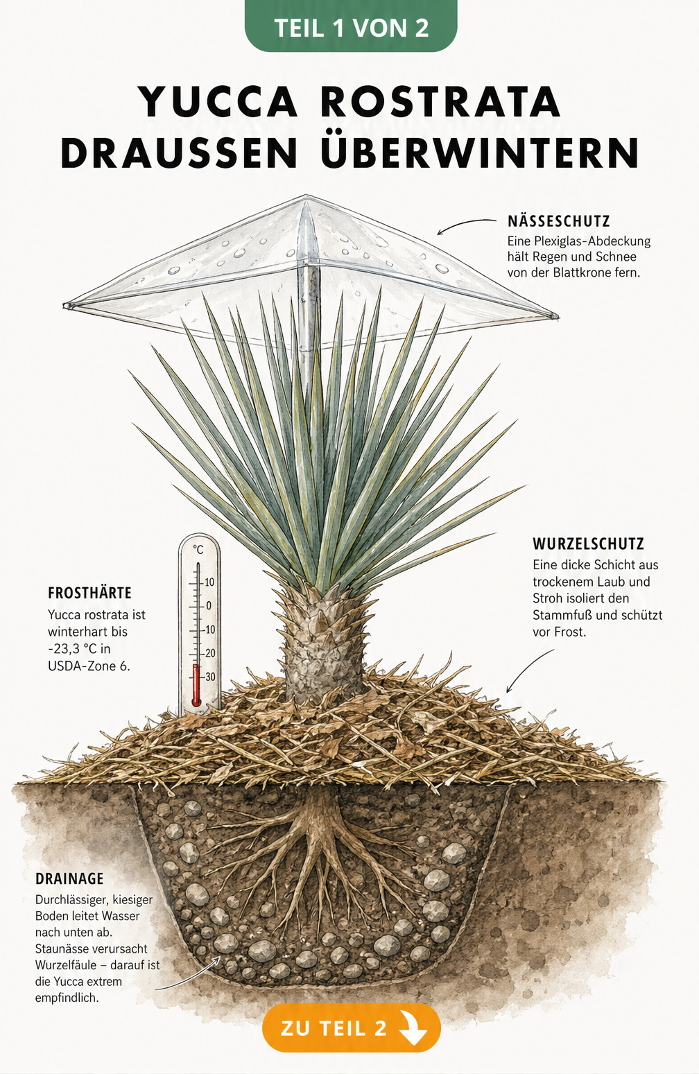 Schnittdarstellung einer Yucca rostrata im Garten mit Nässeschutz, Thermometer und Wurzelschutz aus Laub