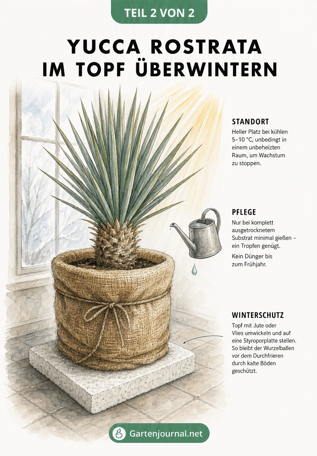 Illustration einer Yucca rostrata im Pflanzkübel mit Jute-Winterschutz und Styroporplatte
