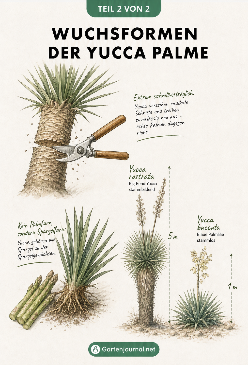Botanische Lehrtafel zu Wuchsformen der Yucca, Schnittverträglichkeit und Verwandtschaft zum Spargel