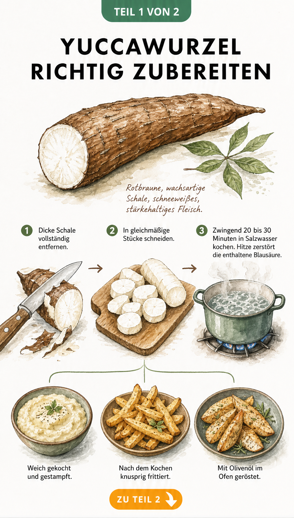 Illustration der Yuccawurzel-Zubereitung: Schälen, Schneiden und Kochen der Knolle sowie drei Gerichte wie Püree und Pommes.