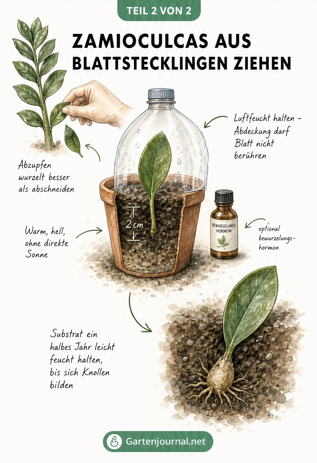 Chronologische Darstellung der Zamioculcas-Anzucht aus einem Blattsteckling bis zur Knollenbildung