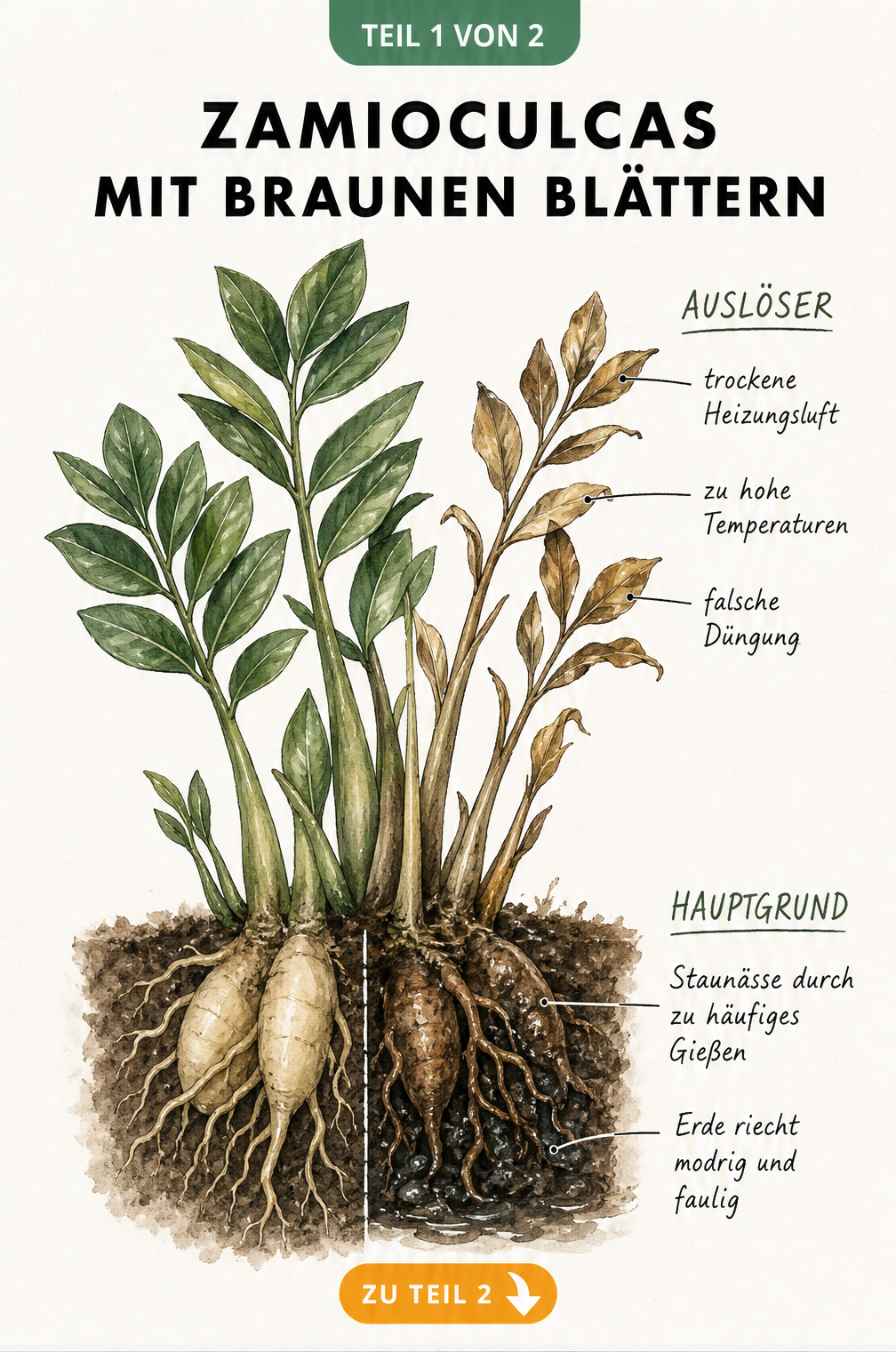 Querschnitt einer Zamioculcas, die hälftig gesund und hälftig krank mit braunen Blättern und matschigen Wurzeln dargestellt ist.