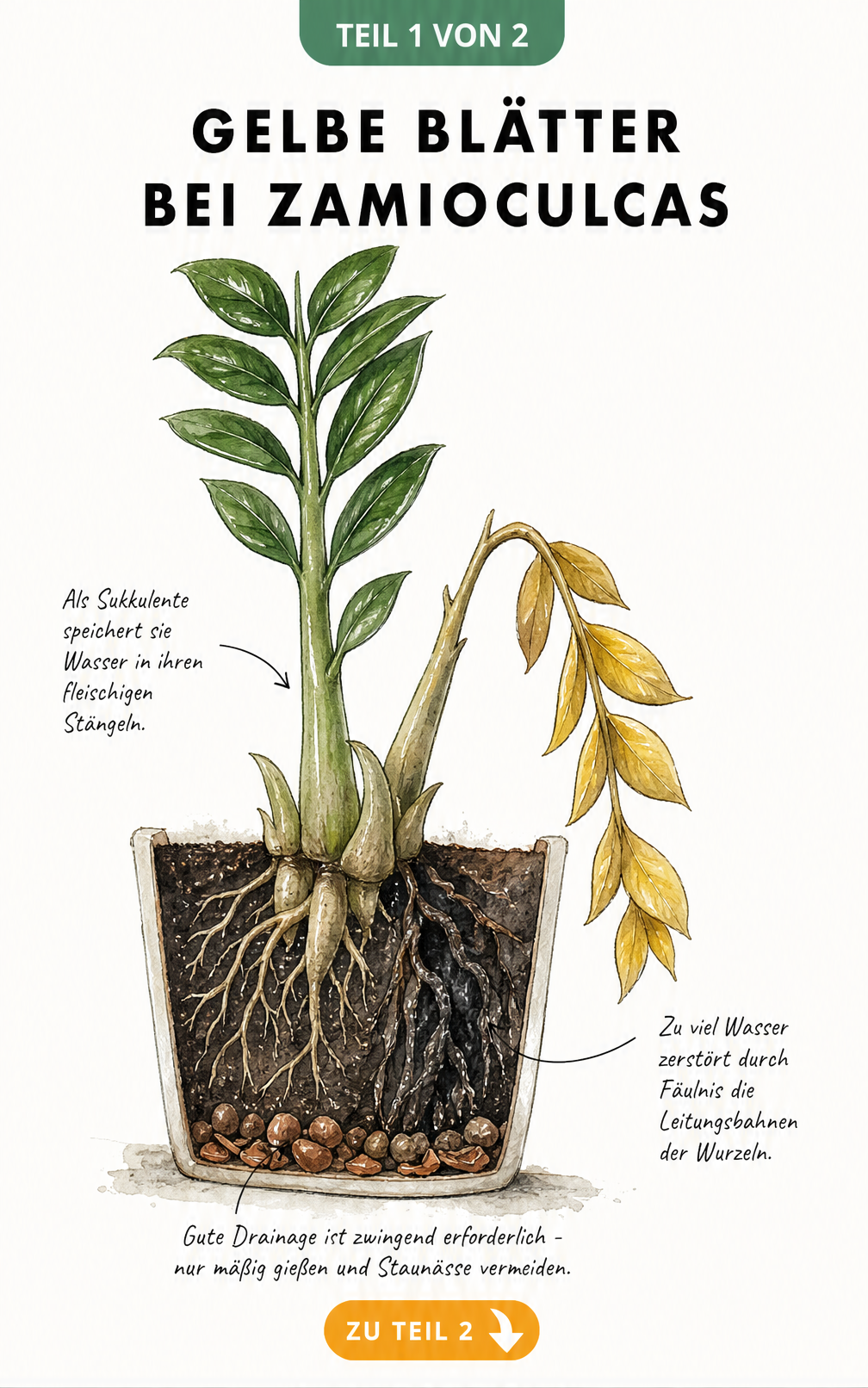 Botanische Querschnitt-Illustration einer Zamioculcas im Topf, die zeigt, wie zu viel Wasser zu fauligen Wurzeln und gelben Blättern führt.