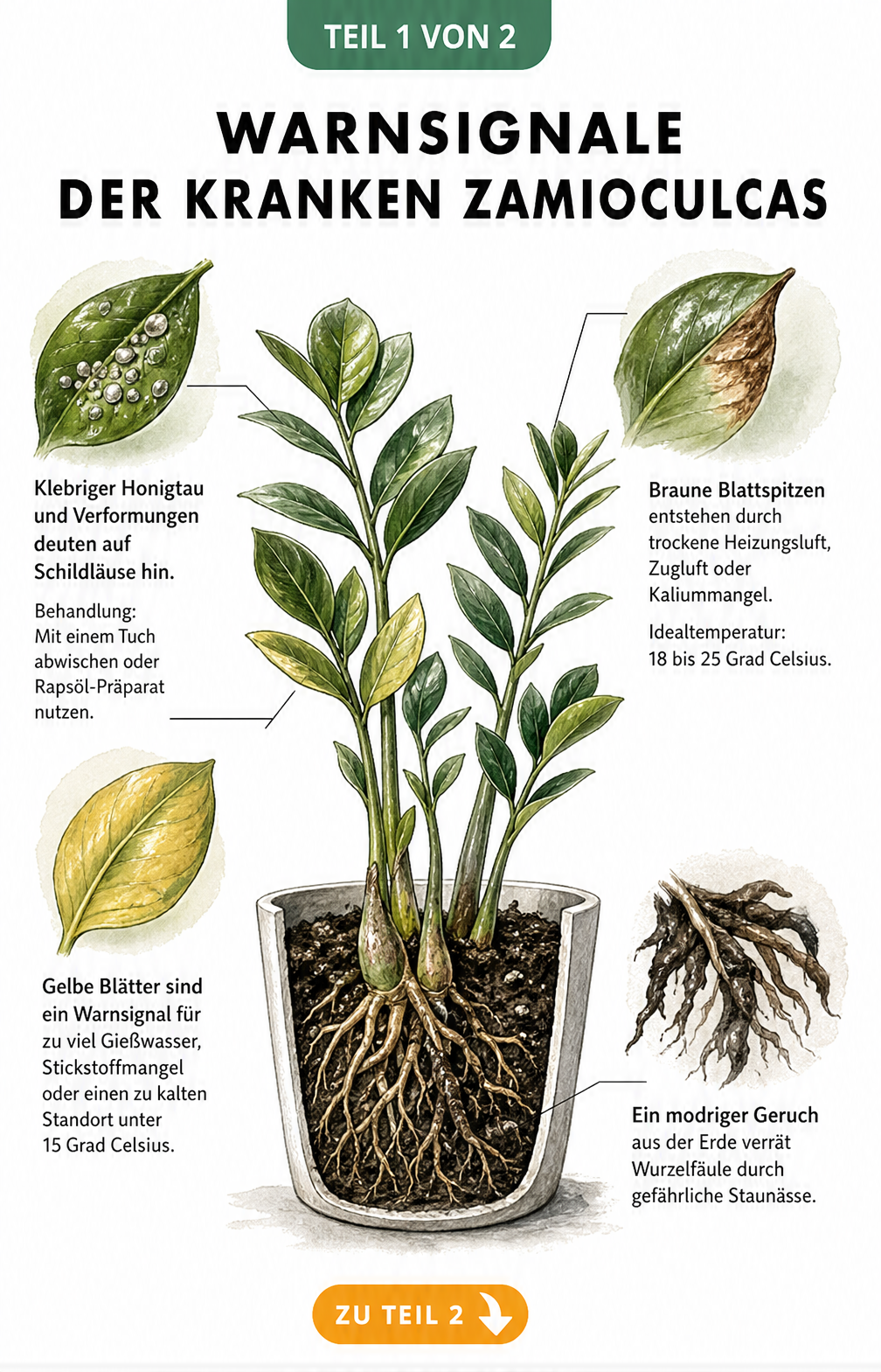 Querschnitt einer Zamioculcas mit typischen Krankheitssymptomen wie gelben Blättern, braunen Spitzen und Wurzelfäule
