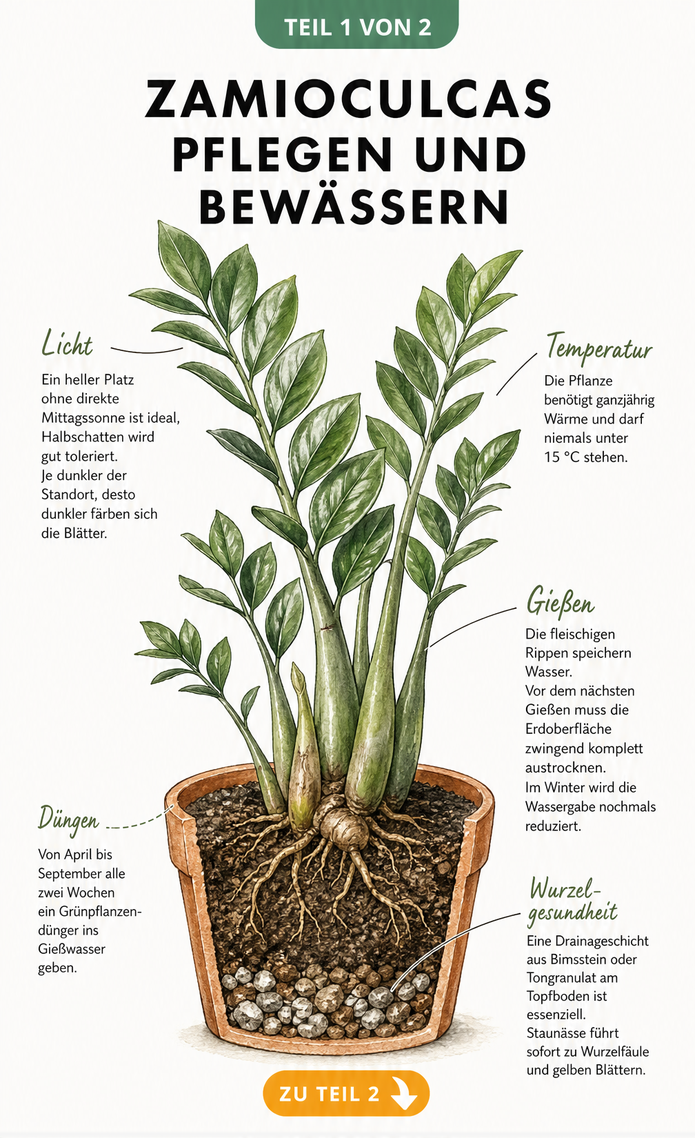 Illustration einer Zamioculcas im Querschnitt mit Hinweisen zu Licht, Temperatur, Gießen und Substrat