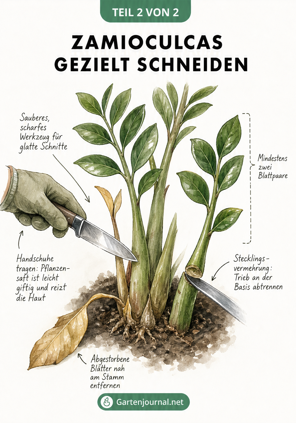 Illustration zur Pflege der Zamioculcas: Entfernen vertrockneter Blätter mit einem Messer und Abtrennen eines Triebes zur Stecklingsvermehrung.