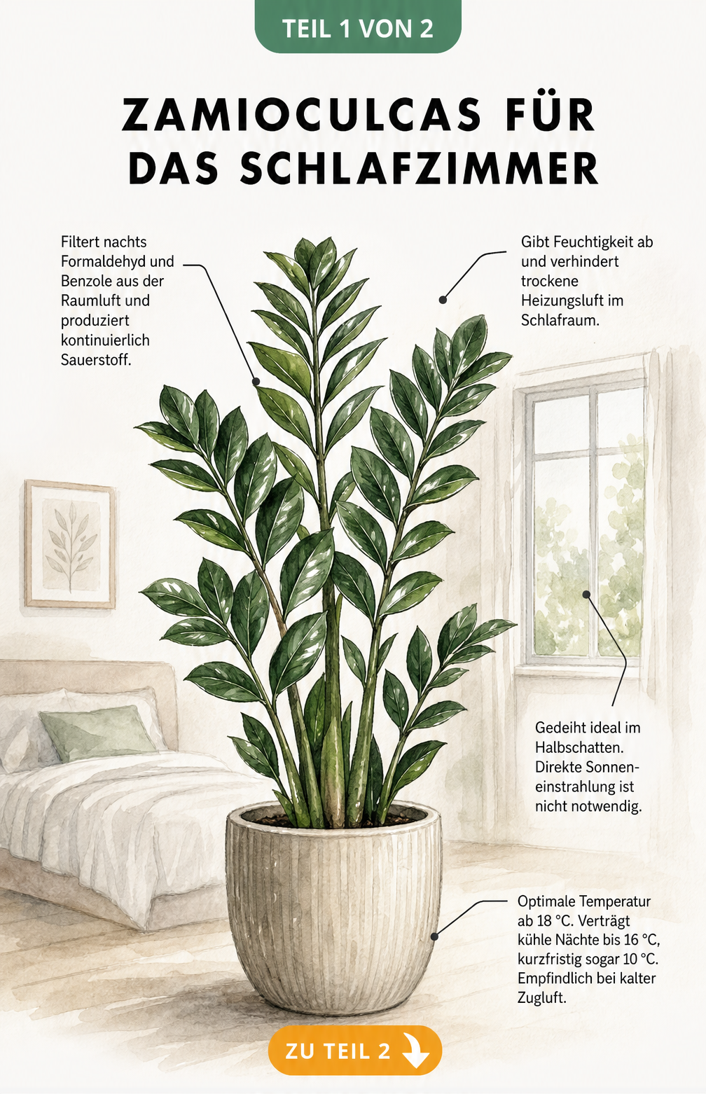 Botanische Illustration einer Zamioculcas im Schlafzimmer mit Hinweisen zu Raumklima, Luftfeuchtigkeit und Temperatur