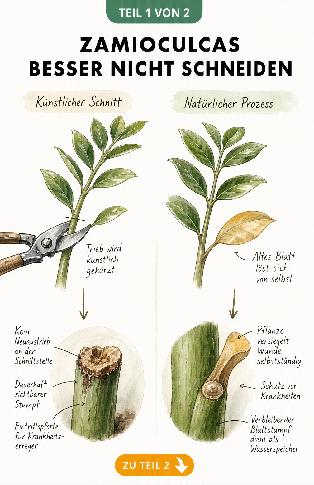 Botanische Illustration der Zamioculcas, die den Unterschied zwischen einem künstlichen Schnitt und dem natürlichen Blattabwurf zeigt.