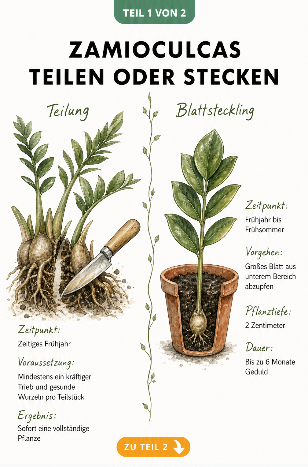Illustration der Zamioculcas-Vermehrung durch Teilung des Wurzelballens und Blattstecklinge