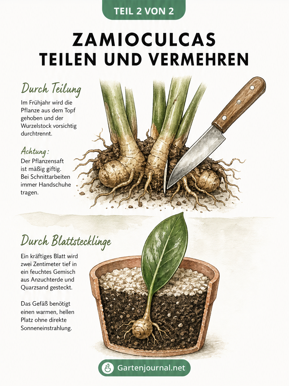 Zeichnung zur Vermehrung der Zamioculcas durch Teilung des Rhizoms und durch Blattstecklinge