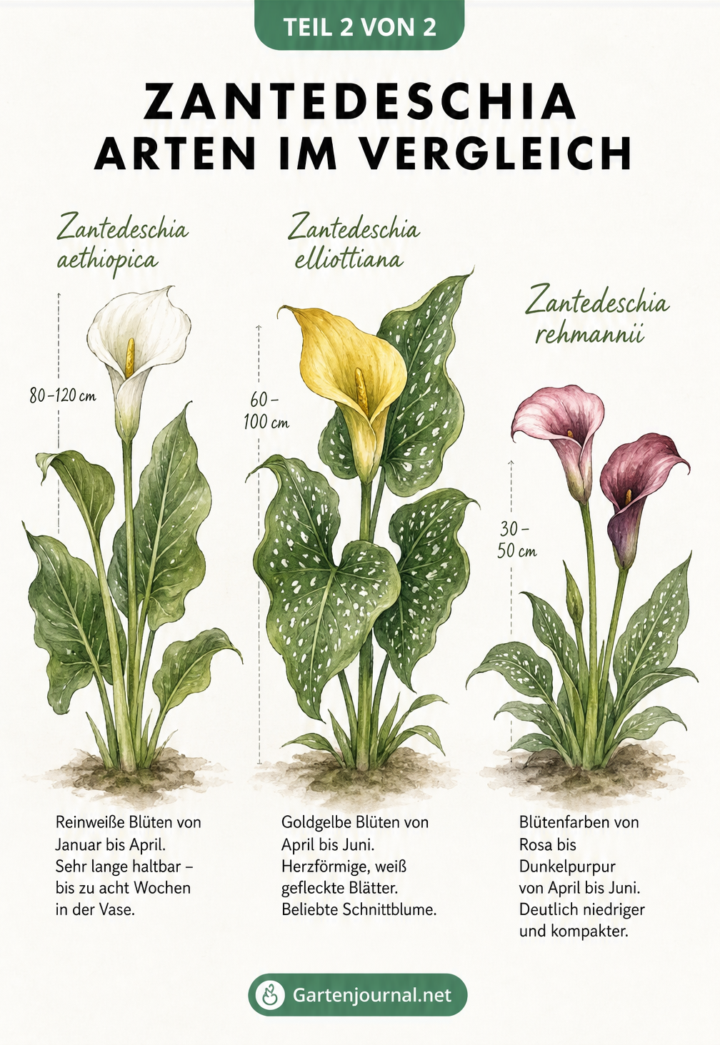 Vergleich der Zantedeschia Arten aethiopica, elliottiana und rehmannii