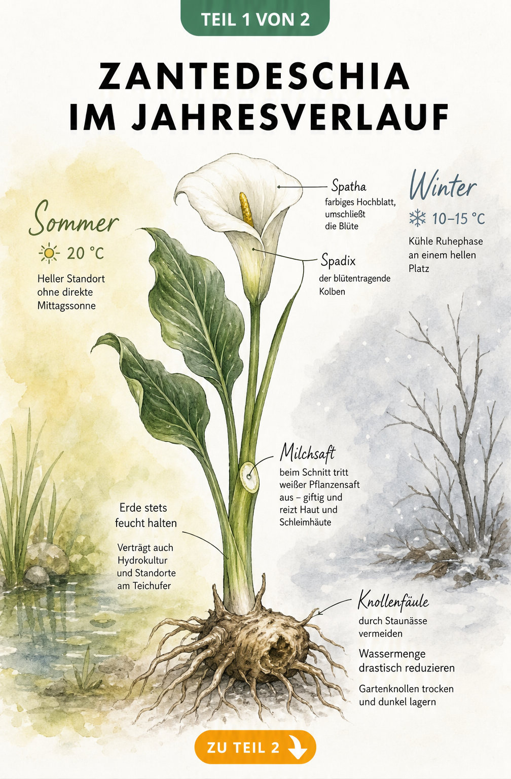 Botanische Illustration der Zantedeschia im Jahresverlauf mit Sommer- und Winterpflege