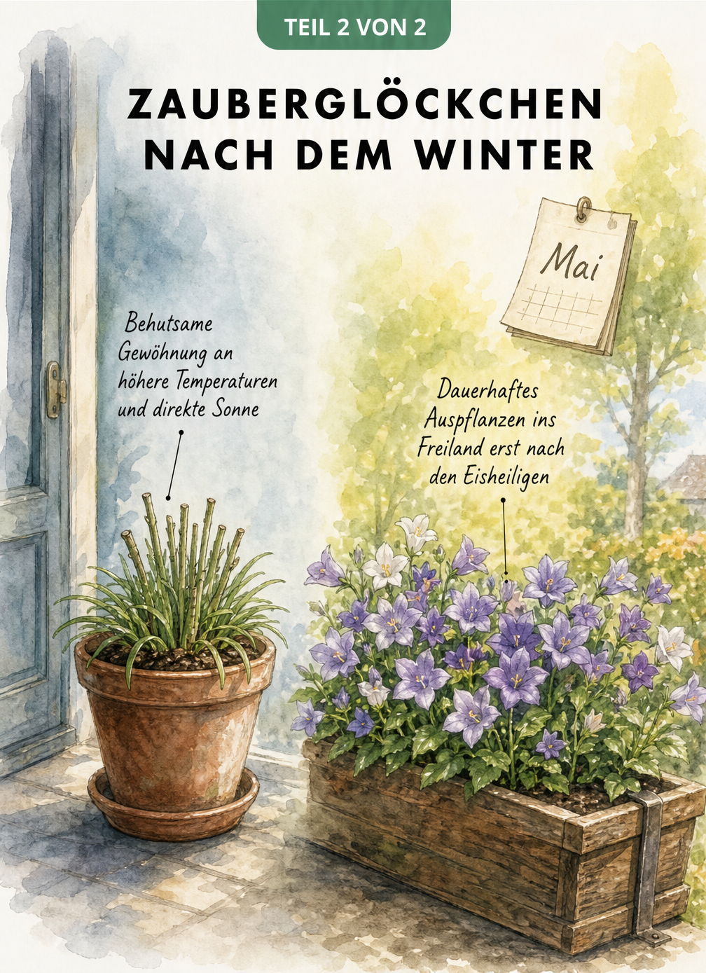 Aquarell-Illustration des Zauberglöckchens beim Übergang vom Winterquartier ins Freiland