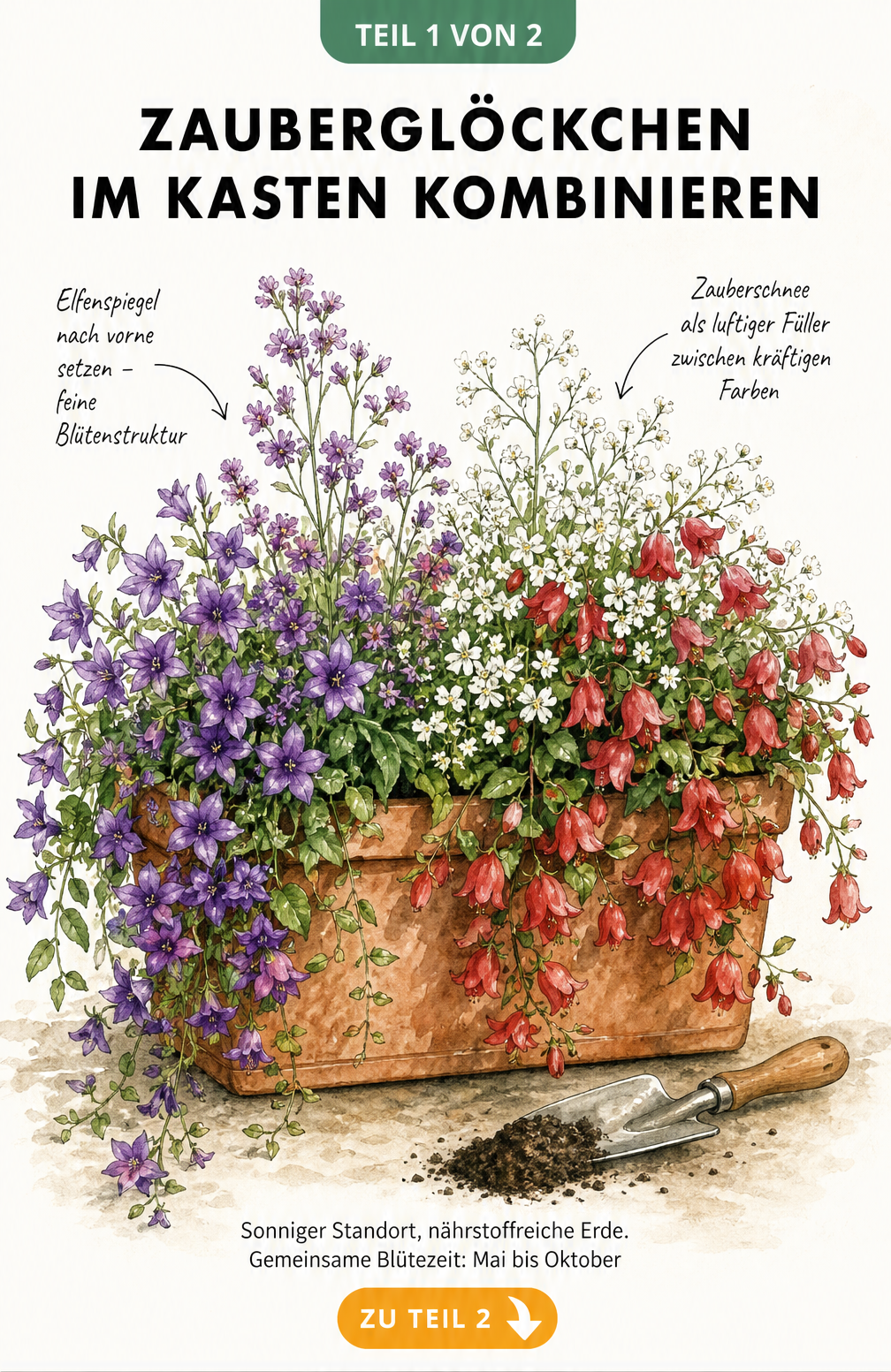 Aquarell-Illustration eines bepflanzten Balkonkastens mit violetten und roten Zauberglöckchen, Elfenspiegel und Zauberschnee