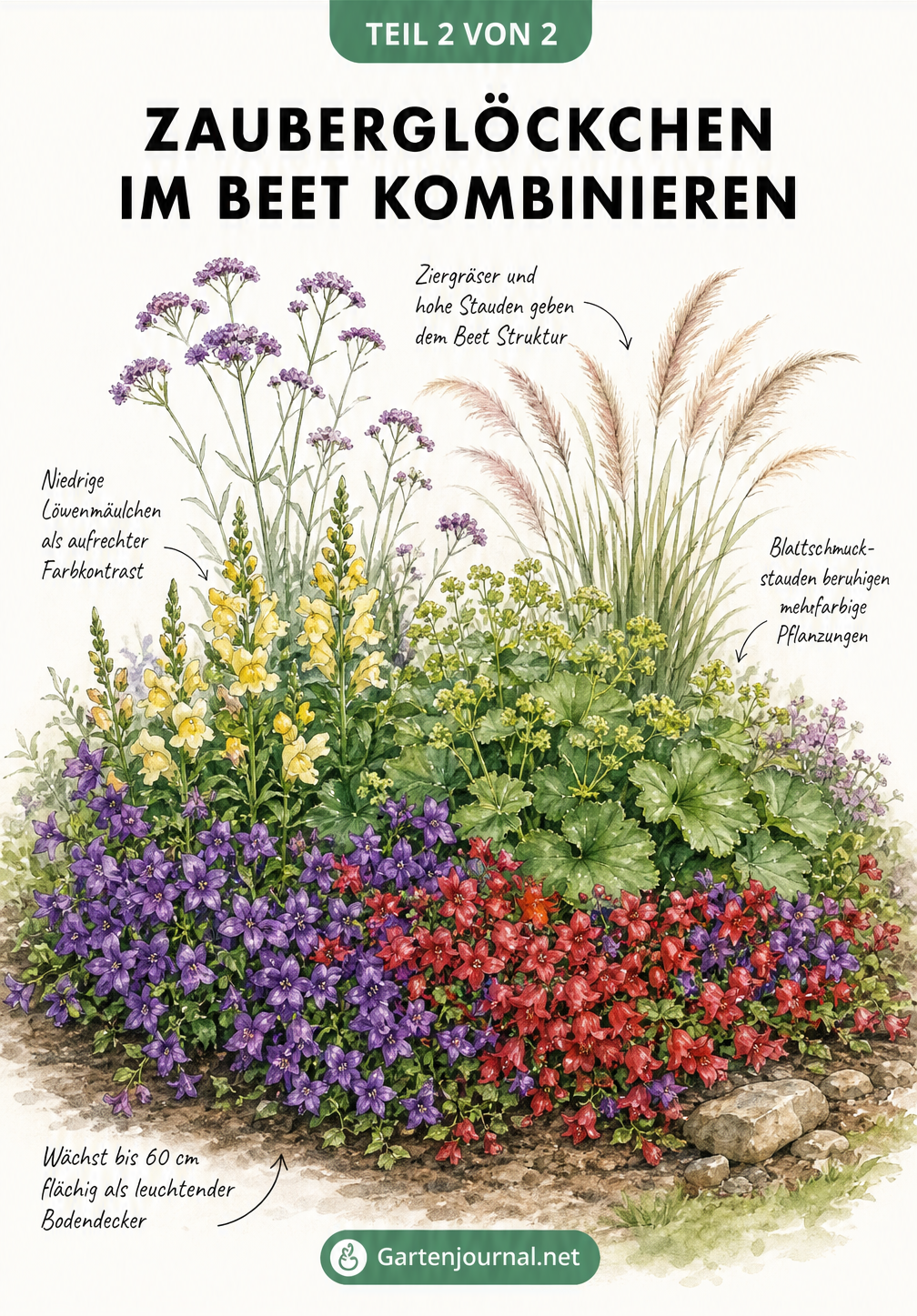 Botanische Zeichnung eines Staudenbeets mit Zauberglöckchen als Bodendecker, Löwenmäulchen, Frauenmantel und Ziergräsern