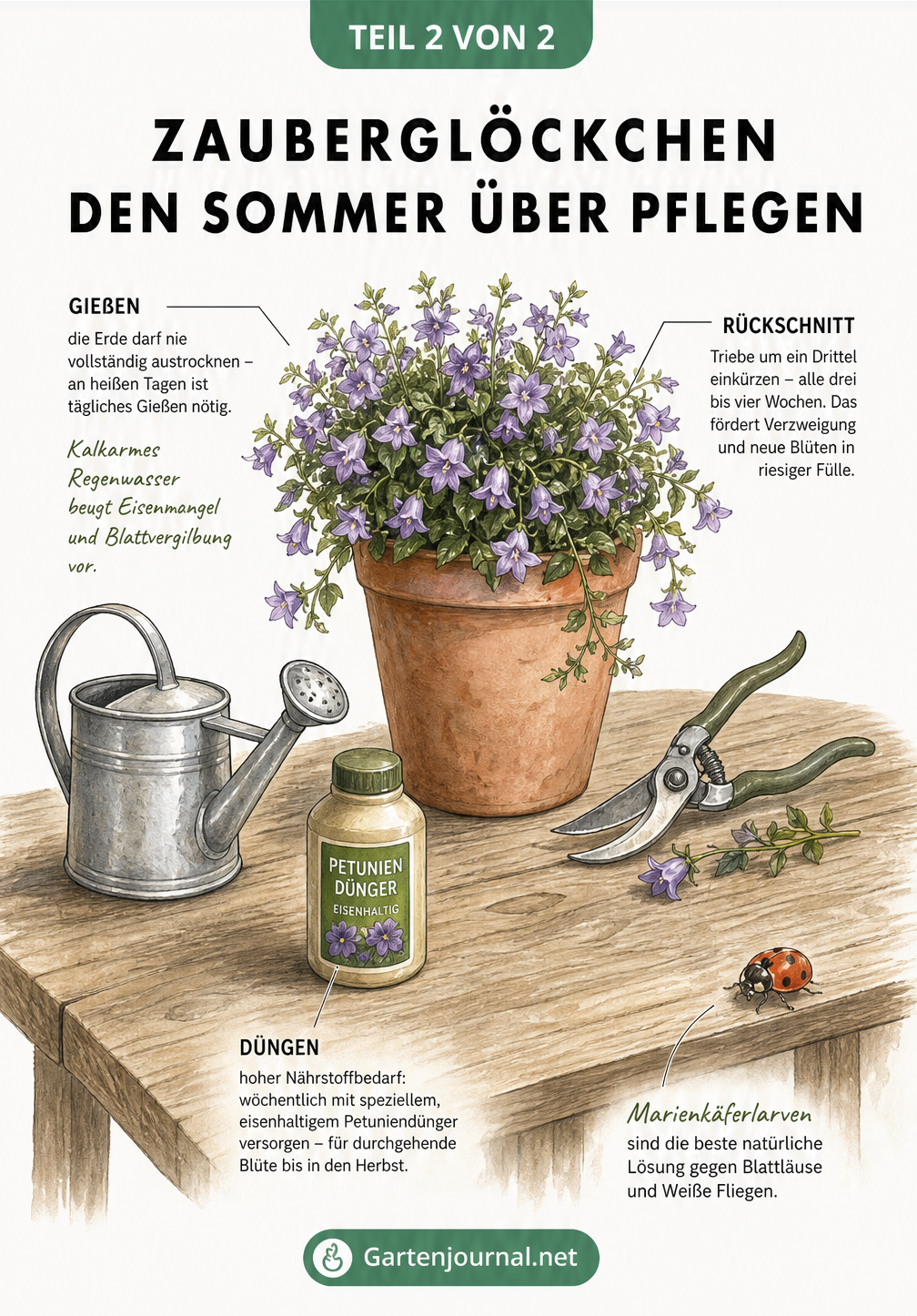 Illustration eines Pflanztisches mit Zauberglöckchen im Terrakotta-Kübel, Gießkanne, Dünger und Gartenschere zur Erklärung der Pflege.