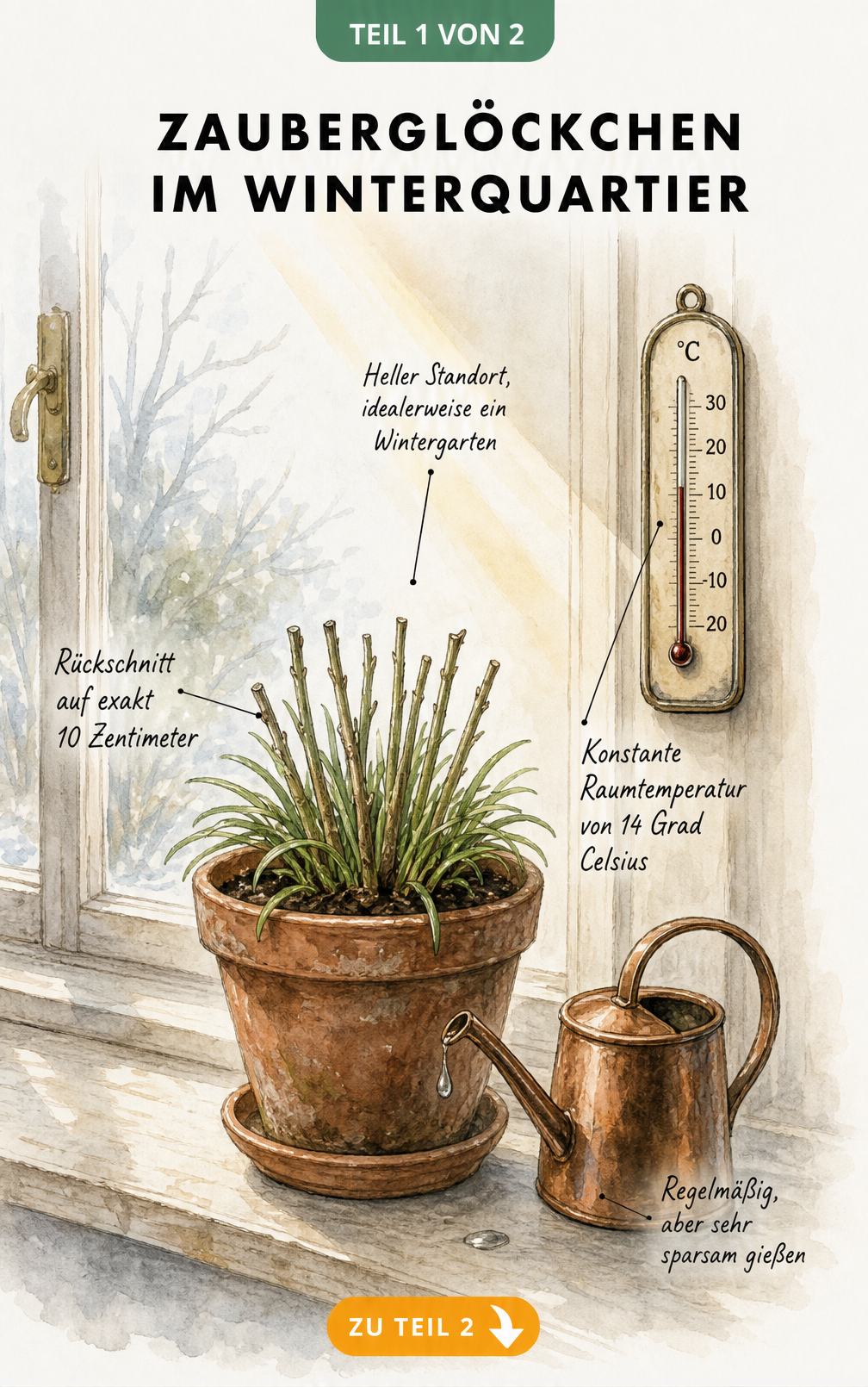 Botanische Illustration eines Zauberglöckchens im Winterquartier mit Pflegehinweisen