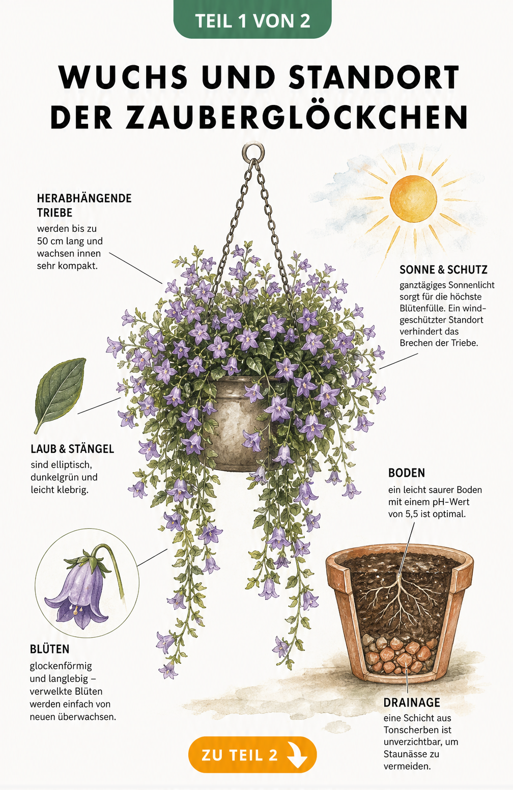 Botanische Illustration eines Zauberglöckchens in einer Blumenampel mit Erklärungen zu Wuchs, Blättern, Blüten und Standort.