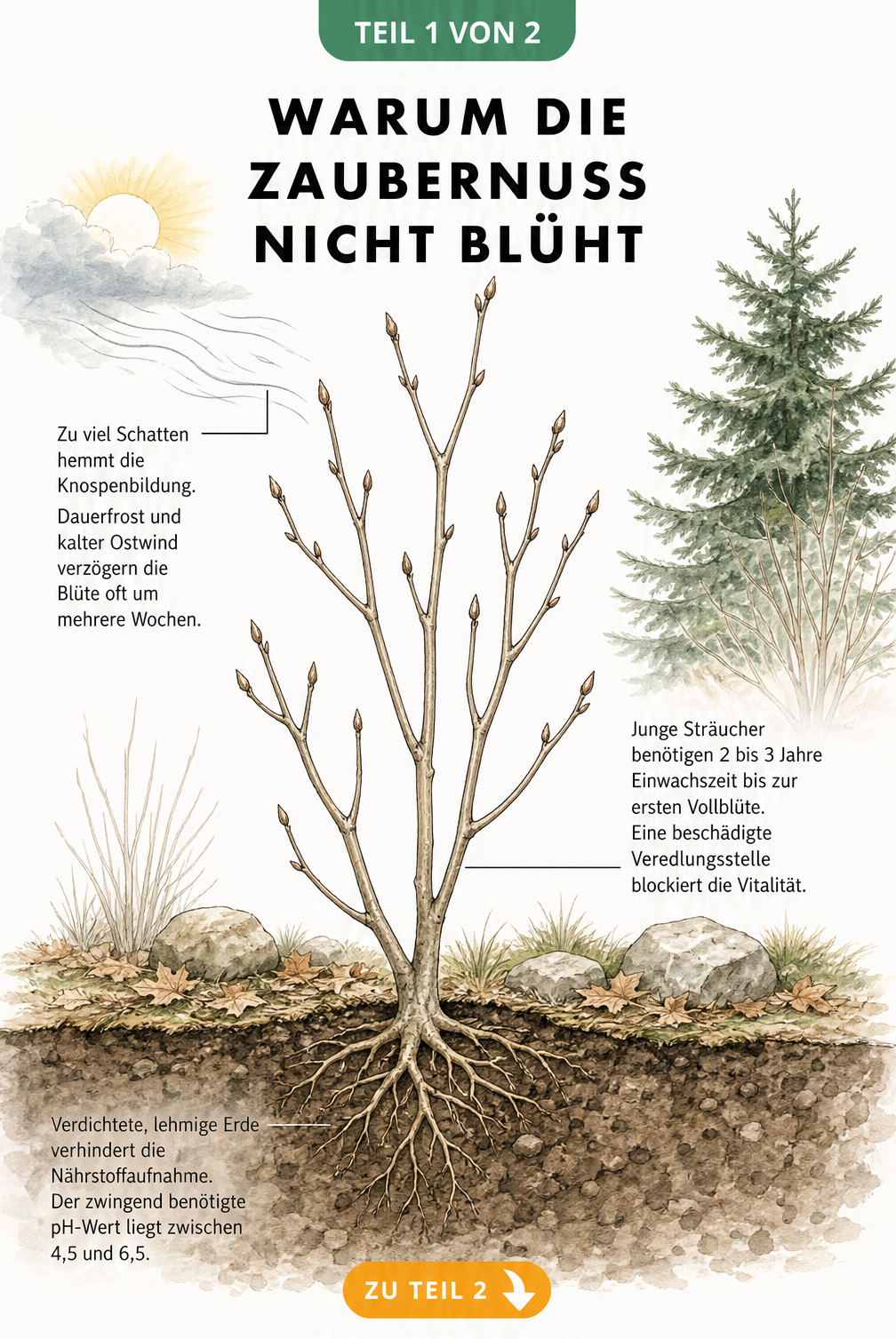 Botanische Illustration eines jungen Zaubernuss-Strauches, die Ursachen für fehlende Blüten wie Schatten, Frost, junge Einwachszeit und verdichteten Boden...