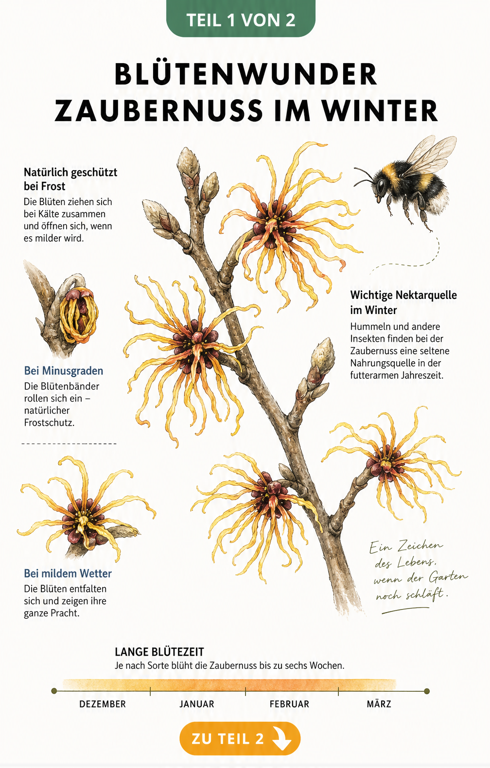 Botanische Illustration eines Zaubernuss-Zweigs mit gelben und orangeroten Blüten, Frost-Schutzmechanismus und einer Hummel
