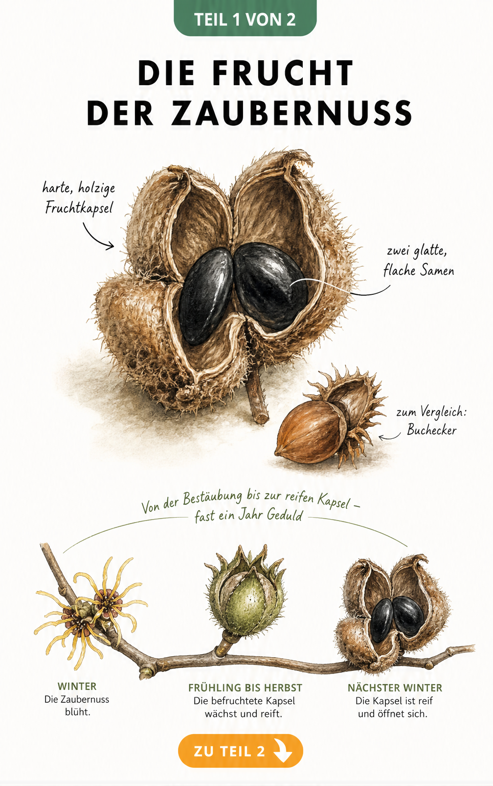 Botanische Illustration der Zaubernuss-Fruchtkapsel mit zwei schwarzen Samen und einem Ast, der den einjährigen Reifeprozess zeigt