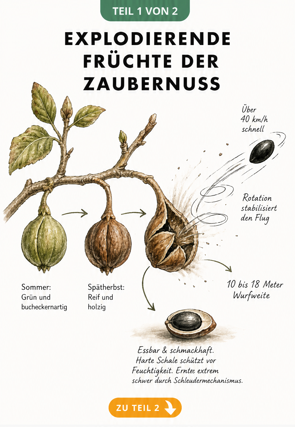 Botanische Illustration der Zaubernussfrucht, die den Reifeprozess und den Schleudermechanismus der Samen zeigt.