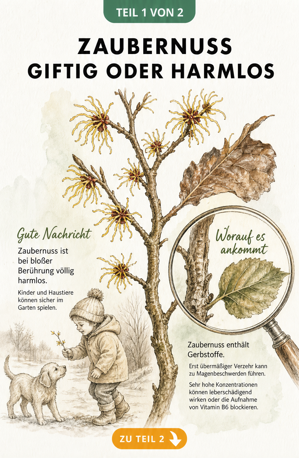 Botanische Skizze der Zaubernuss mit spielendem Kind und Hund, die zeigt, dass die Pflanze bei Berührung ungiftig ist, aber Gerbstoffe enthält.