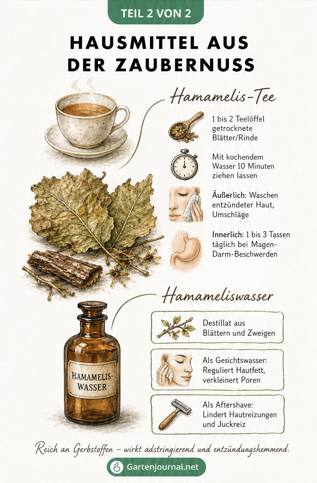 Illustration von Hausmitteln aus der Zaubernuss, darunter Hamamelis-Tee und Hamameliswasser.