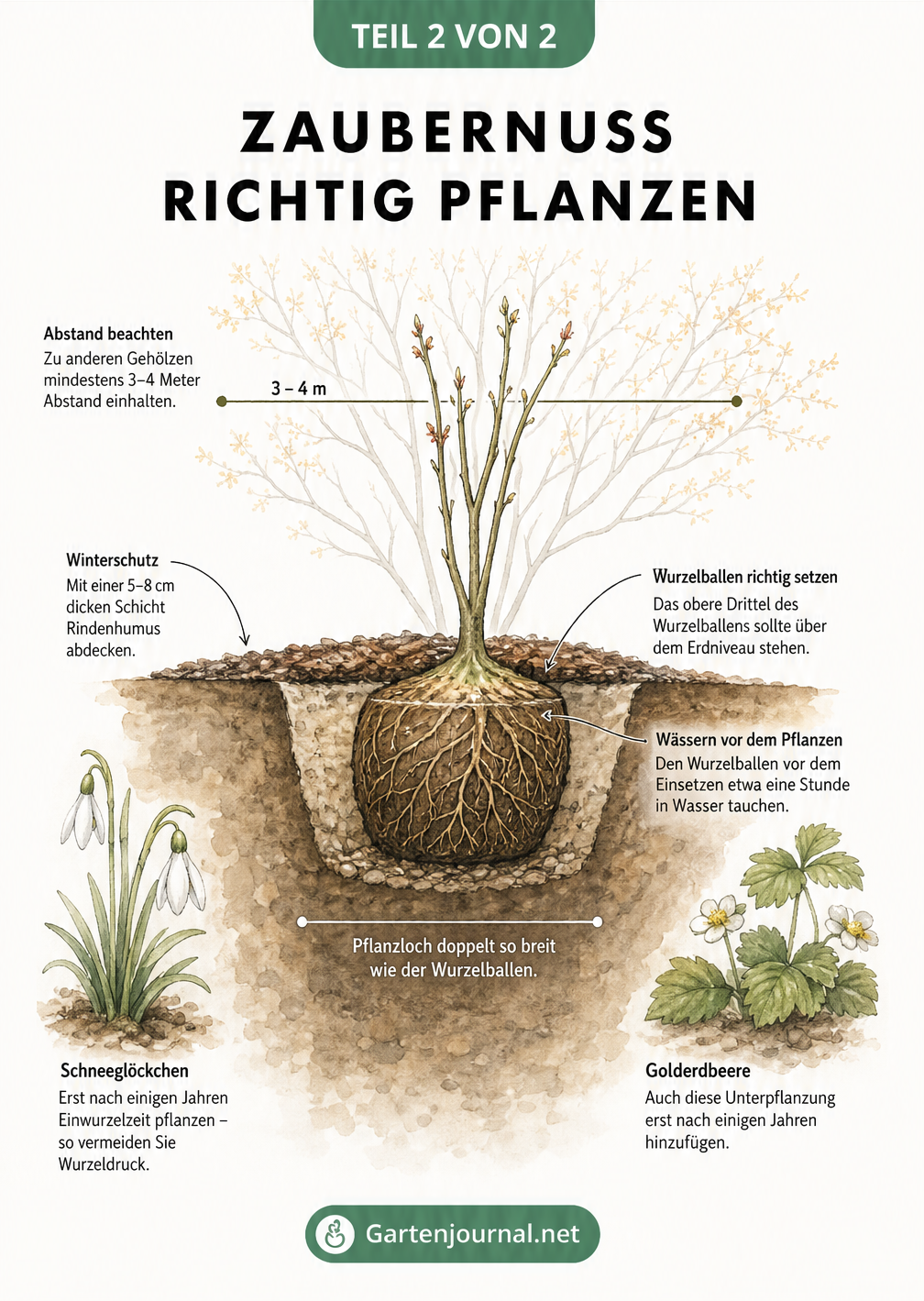 Querschnitt-Zeichnung eines Gartenbeets mit dem idealen Pflanzaufbau für eine Zaubernuss, inklusive Wurzelballen und Rindenhumus