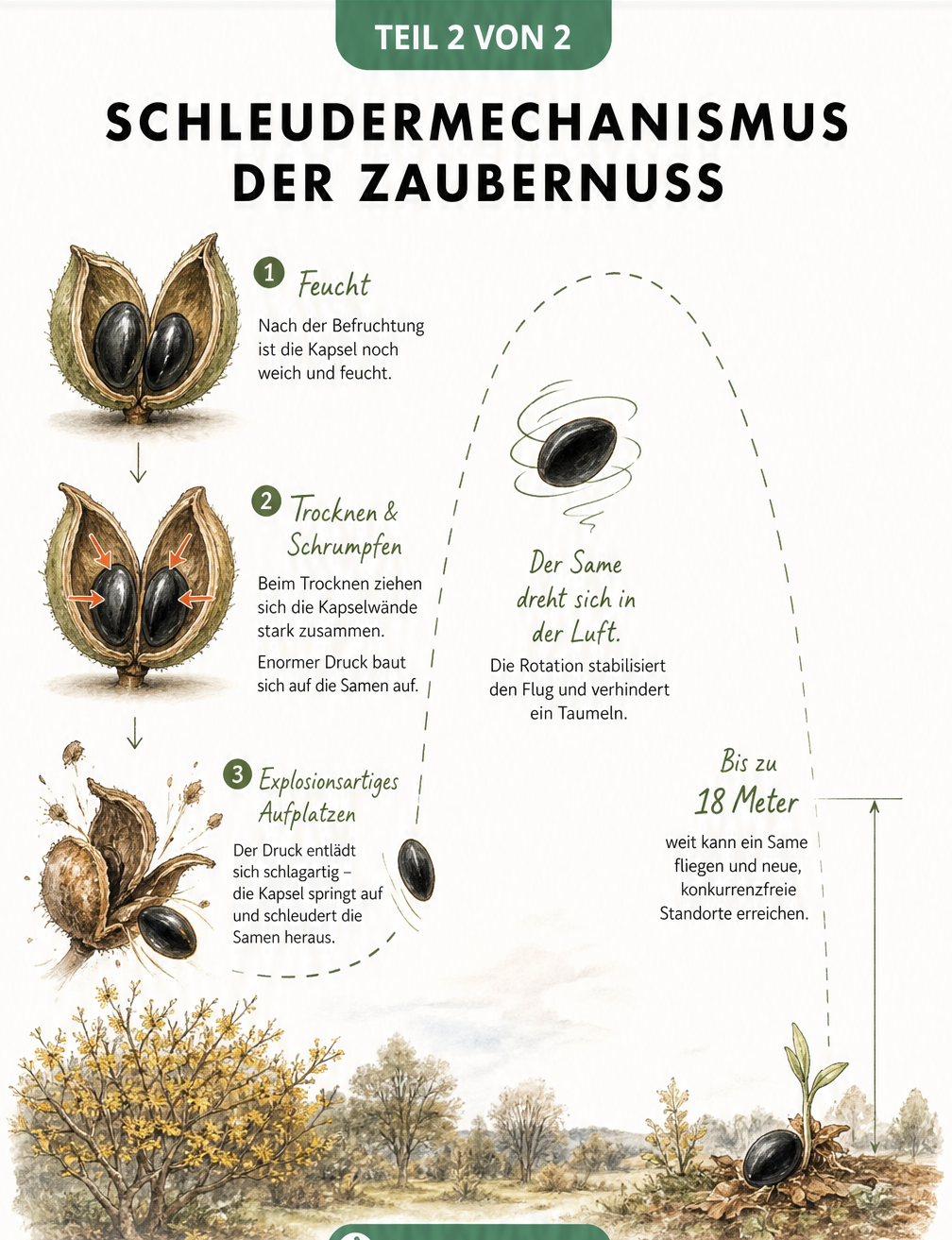 Schnittbild-Sequenz der Zaubernuss-Frucht, die das Trocknen, den Druckaufbau und das Herausschleudern des Samens über eine weite Distanz zeigt
