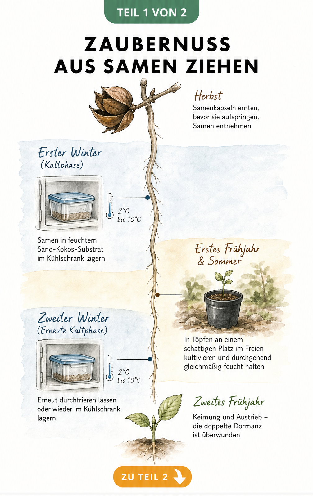 Botanische Illustration der Zaubernuss-Vermehrung aus Samen mit Zeitstrahl für den zweijährigen Kalt-Warm-Zyklus