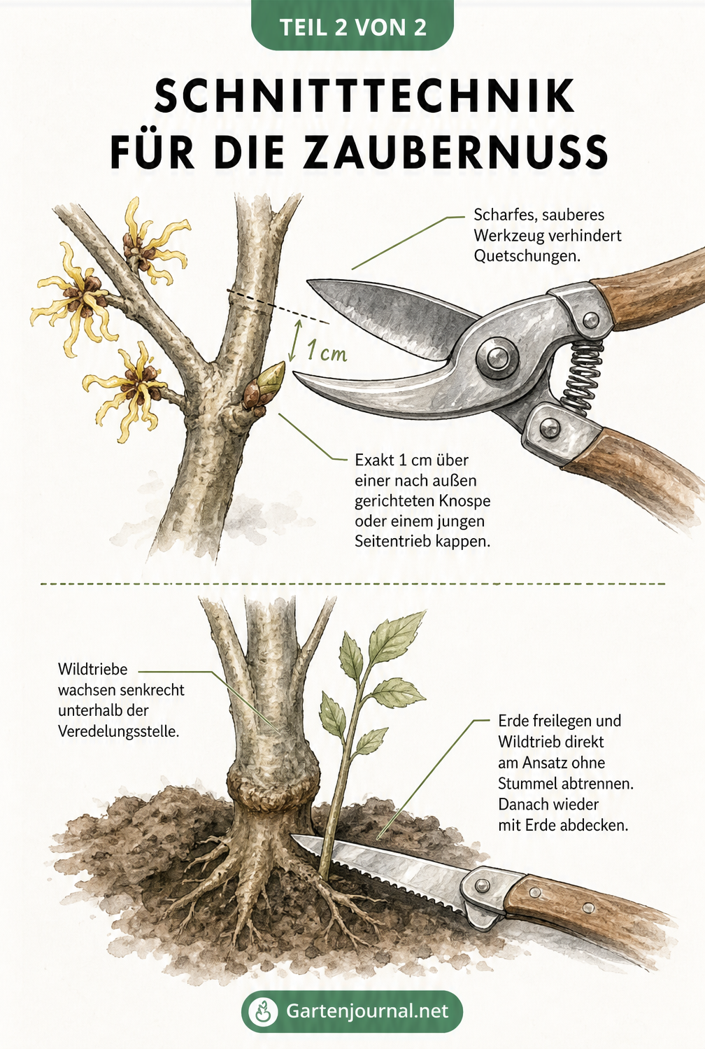 Detailzeichnung zur Schnitttechnik an der Zaubernuss und dem Entfernen von Wildtrieben an der Veredelungsstelle