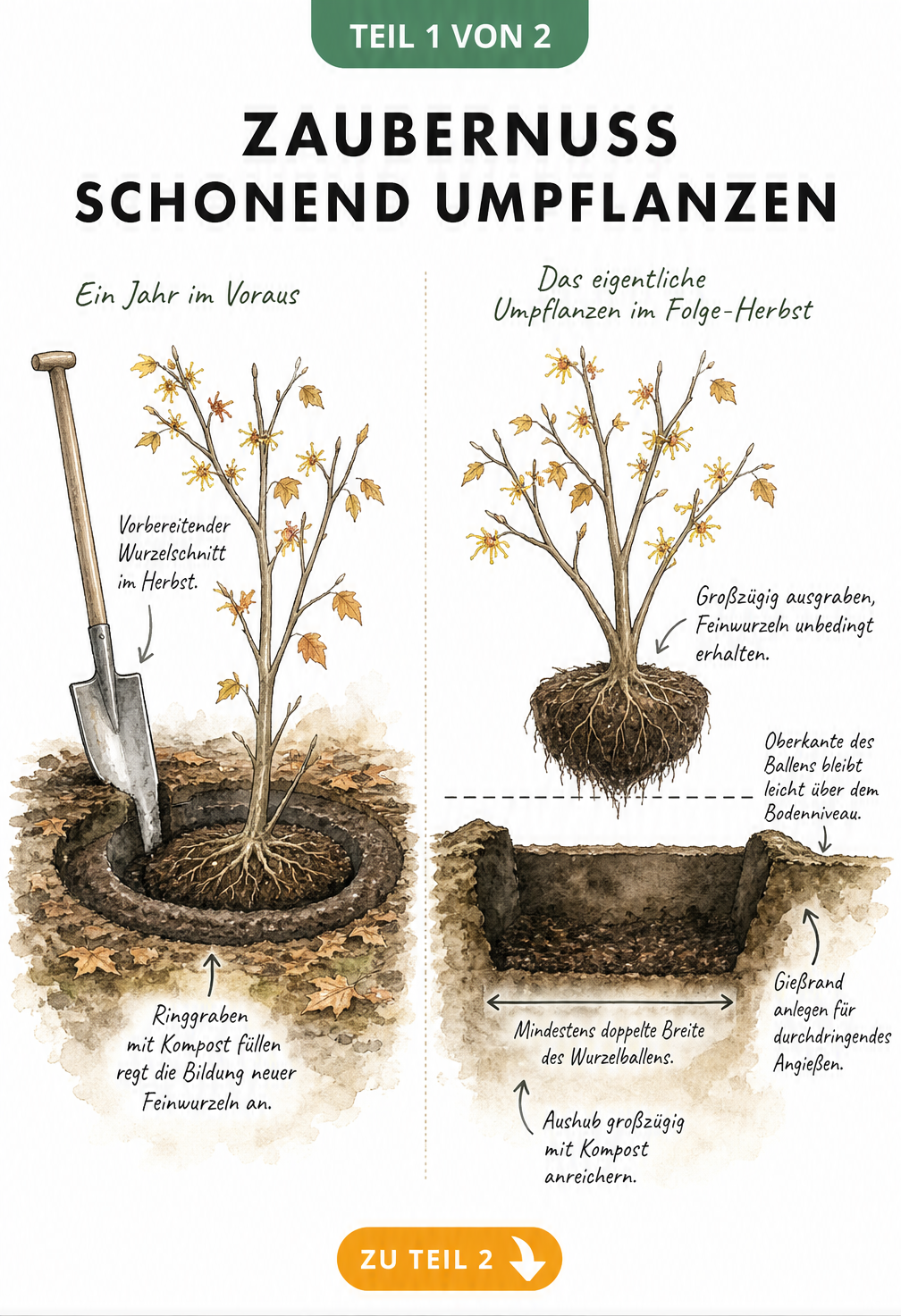 Botanische Schnittzeichnung zum schonenden Umpflanzen einer Zaubernuss mit Vorbereitung im Herbst und dem eigentlichen Umpflanzen im Folgejahr