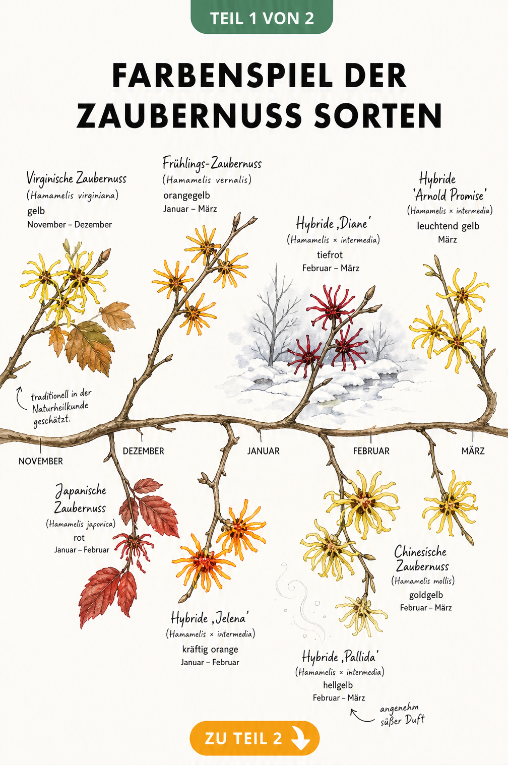 Botanischer Zeitstrahl der Zaubernuss-Sorten mit Blütezeiten von November bis März