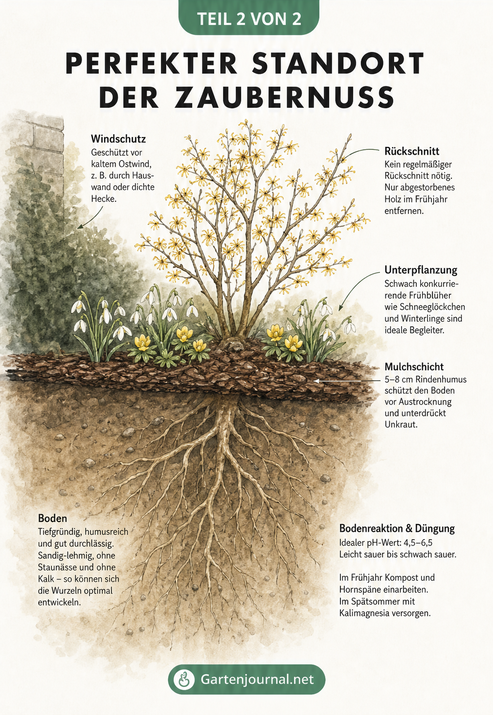 Querschnitt eines Gartenbeets mit Zaubernuss, Unterpflanzung und Bodenstruktur