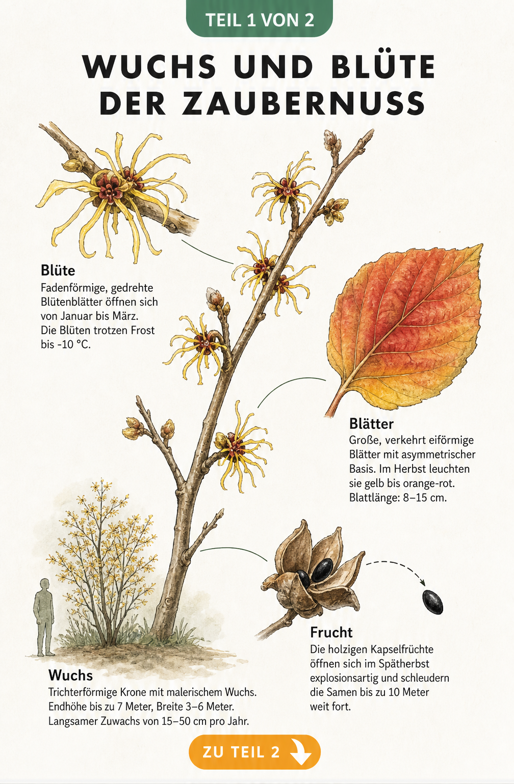 Botanische Illustration der Zaubernuss mit Details zu Wuchs, Blüte, Blatt und Samen