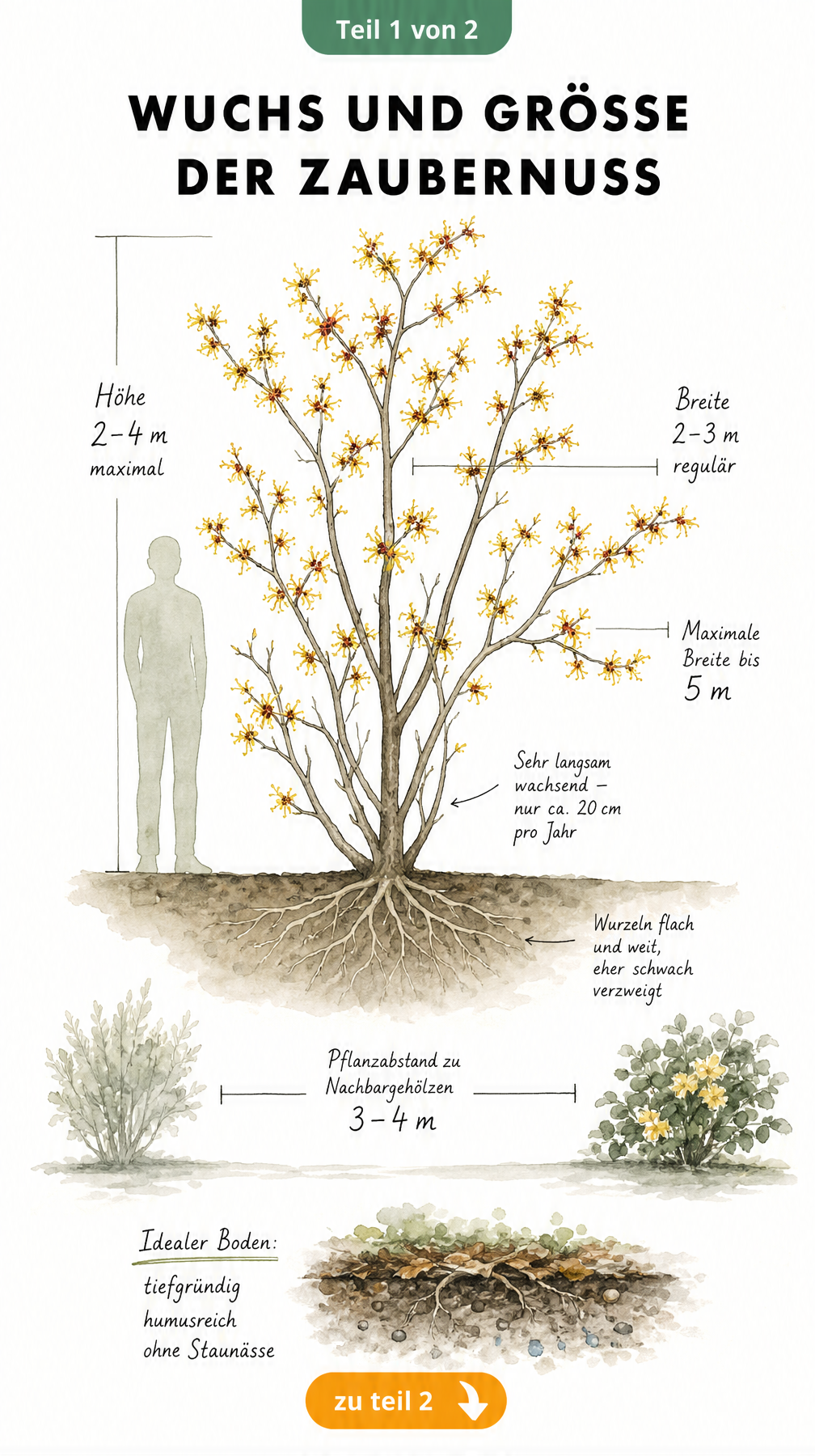 Botanische Illustration einer blühenden Zaubernuss mit Maßlinien für Höhe und Breite sowie Darstellung des schwachen Wurzelsystems